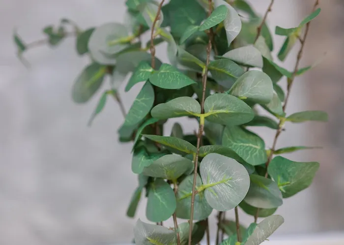 アパート Fewomo, Moselzeit Apartment, Stilvolle Fuer Geniesser Naehe Schloss リーザー